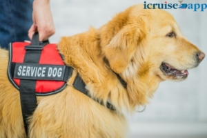 Cruising with your Service Dog